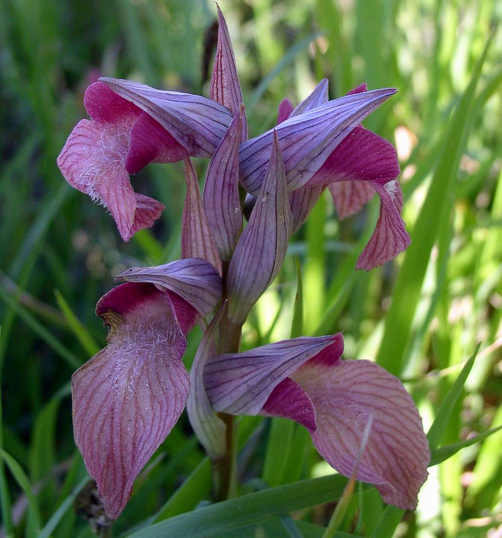 Orchis morio, Orchis pallens, Orchis simia, Orchis provincia